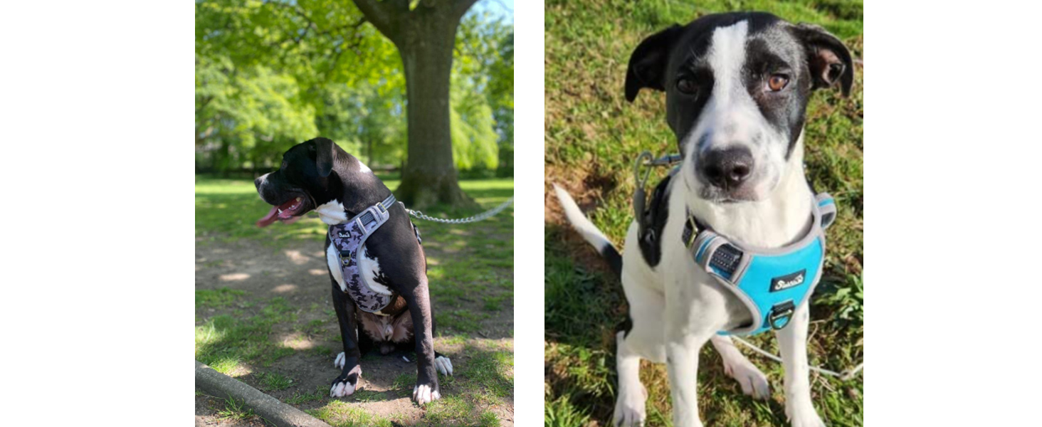 Шлейка для собак великих порід, анти-тяга, з 2 карабінами та зручною ручкою, регульована та світловідбиваюча, з м'якою підкладкою, для щоденних тренувань (Чорний, L) Розмір L (Окружність шиї: 42-60 см, Окружність грудей: 47-86 см) Чорний