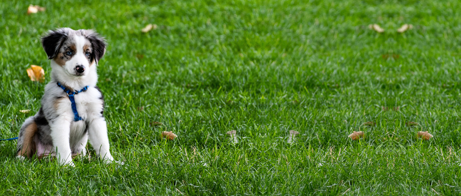 Автокрісло для собак KUINEA® Extra Stable - з ременем безпеки, для собак маленьких та середніх порід, водовідштовхуче, автокошик для собак, автокрісло для собак