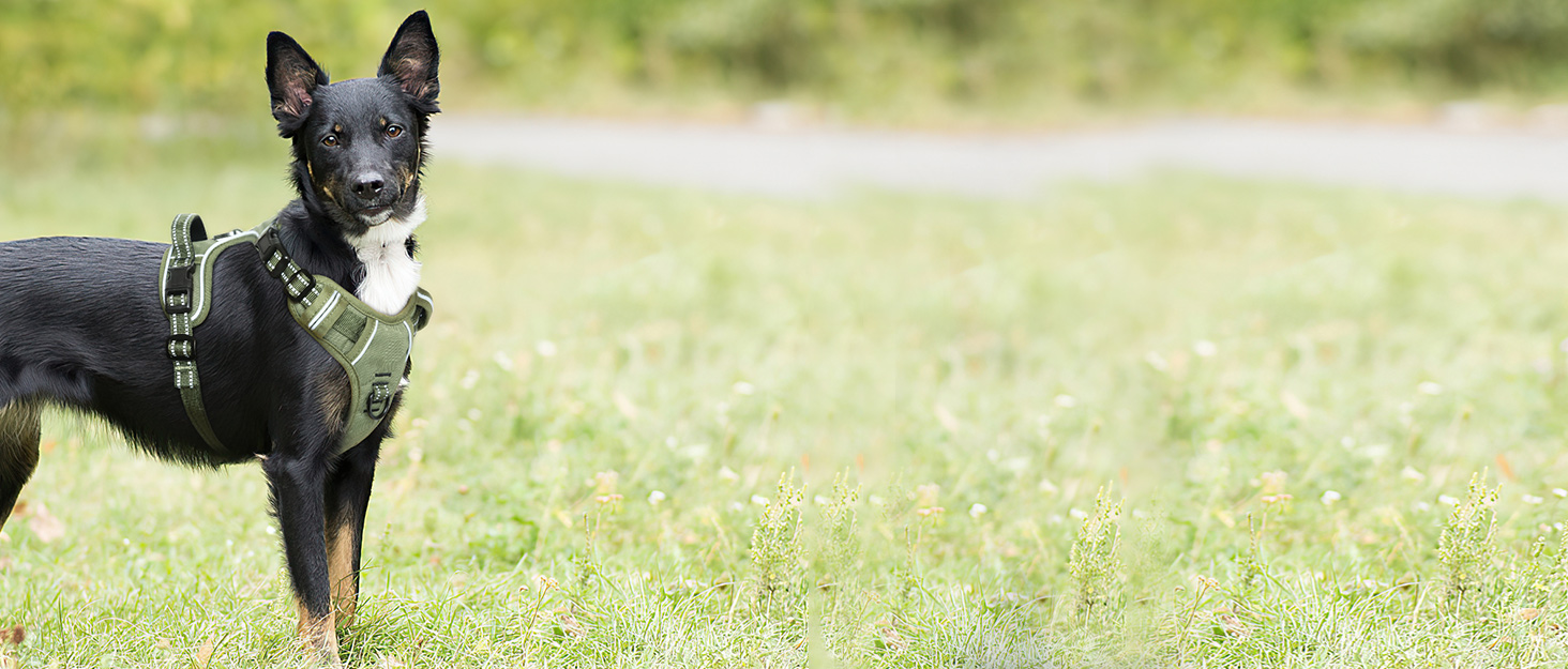Шлейка для собак HEELE з регулюванням натягу, світловідбиваюча, для середніх собак, з м'якою ручкою, 1 пряжка, легко одягається, коричнева, розмір M, обхват грудей 38-71 см, Uni-Khaki
