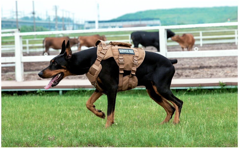 Тактичне нашийник для собак, підйомне спорядження для середніх та великих собак, Air Mesh регульований нашийник для службових собак з металевою застібкою 39g для тренувань та прогулянок (Помаранчевий, M(Окружність шиї: 36-53см, Окружність грудей: 56-74см))