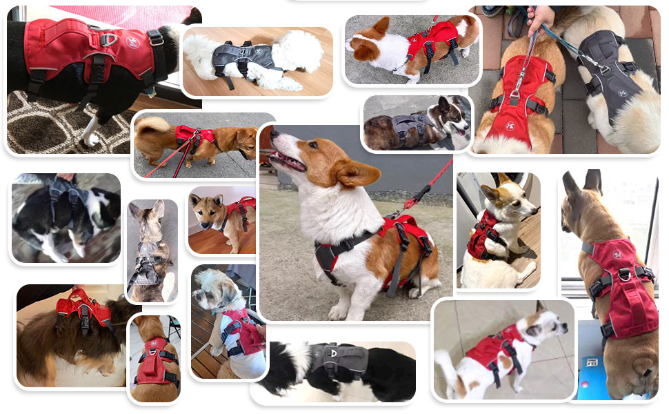 Безпечне шлейка для собак середніх порід Beirui - відбиваючі елементи, без тяги, з м'якою ручкою, водонепроникна, для щоденних прогулянок та тренувань (Сірий), S: обхват грудей 33-69 см, підходить для собак вагою 9-14 кг