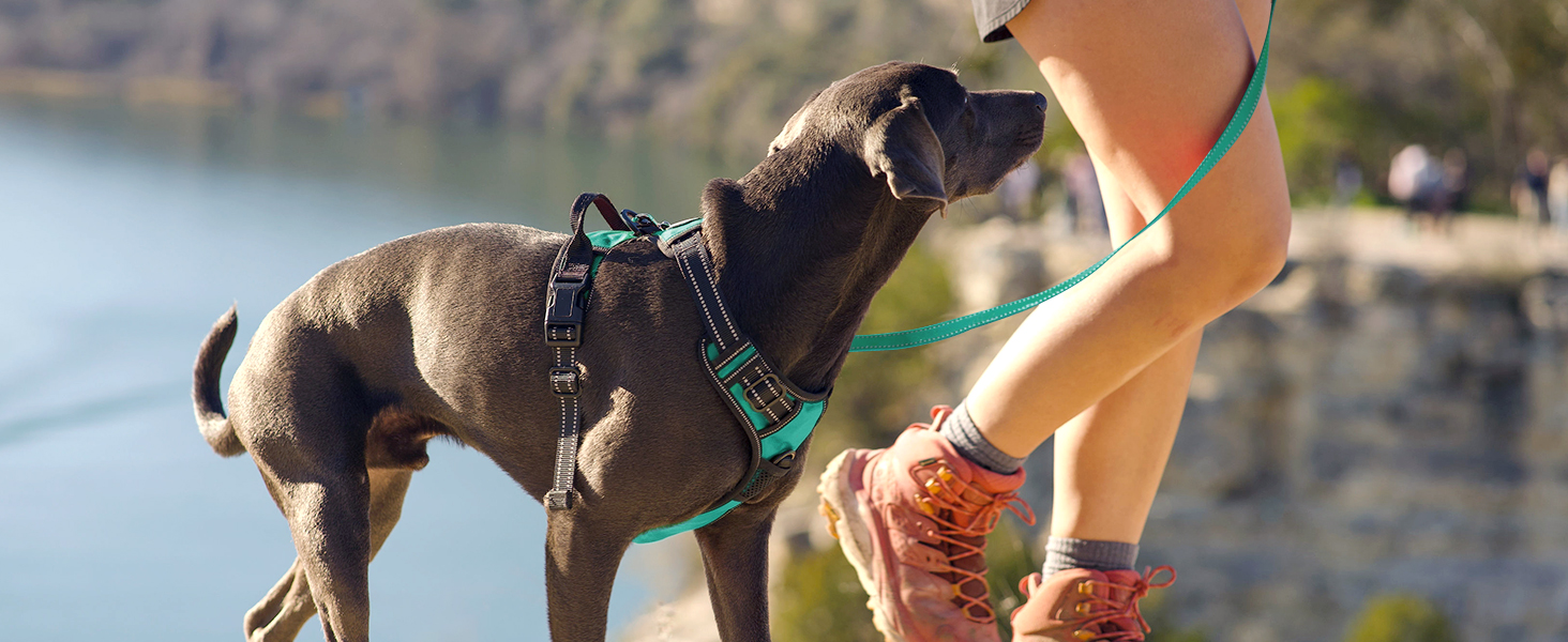 Нашийник для собак Joytale середнього розміру, світловідбиваючий, дихаючий, регульований з ручкою для тренувань, M (XL, 1 шт), блакитний