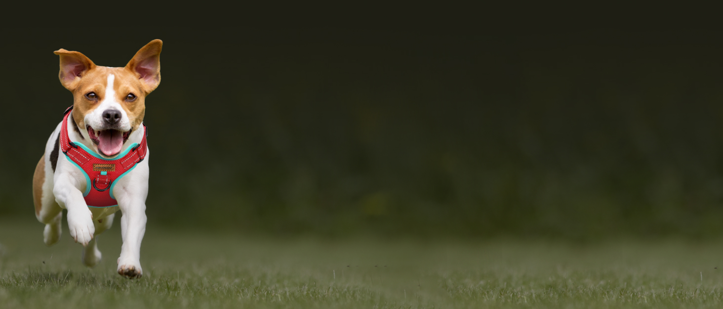 Шлейка для собак FAYOGOO, без чіпкості, з переднім кріпленням, світловідбиваюча, регульована, м'яка, з підкладкою, для малих, середніх та великих собак, для прогулянок (Блакитна, S)