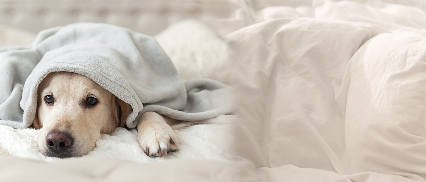 М'яка ковдра Aisbo 150x200 см сірого кольору - флісова ковдра для дому, дивана, вітальні, тепла та затишна ковдра для зими