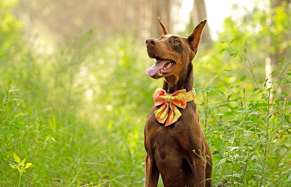 Нашийник для собак Unique Style Paws осінній, з метеликом, регульований, для середніх собак, коричневий, сітка