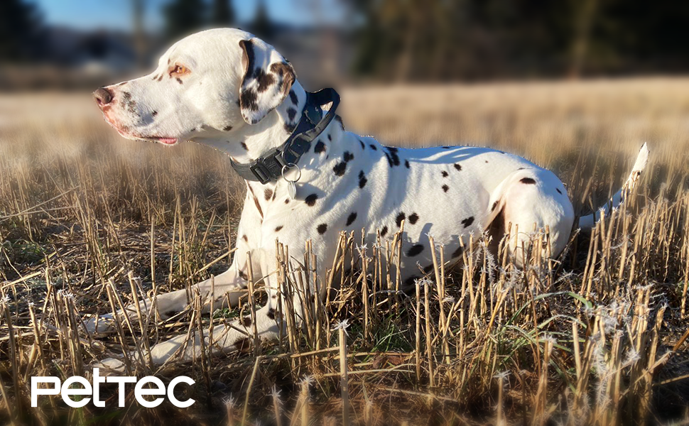 Нашийник для собак PetTec з неопрену та нейлону з ручкою, м'який, регульований, водонепроникний, для малих та великих собак, комплект з повідком, розмір L (51-61 см), чорний