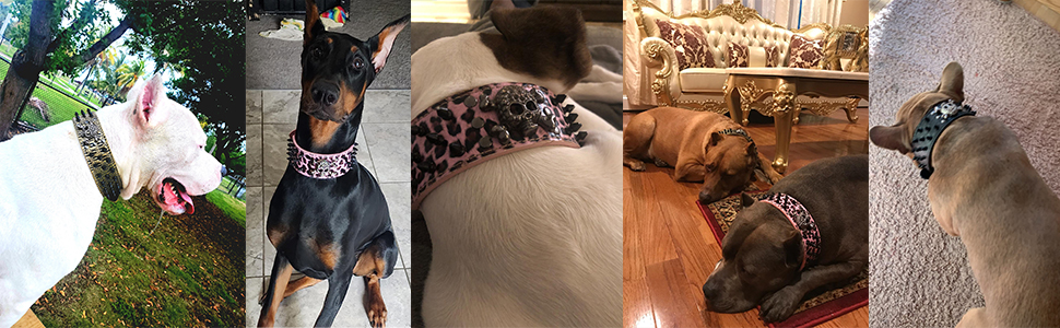 Нашийник для собак ETOPARS з черепом та шипами, з регулюванням, з крокодилової шкіри, золотий (M)