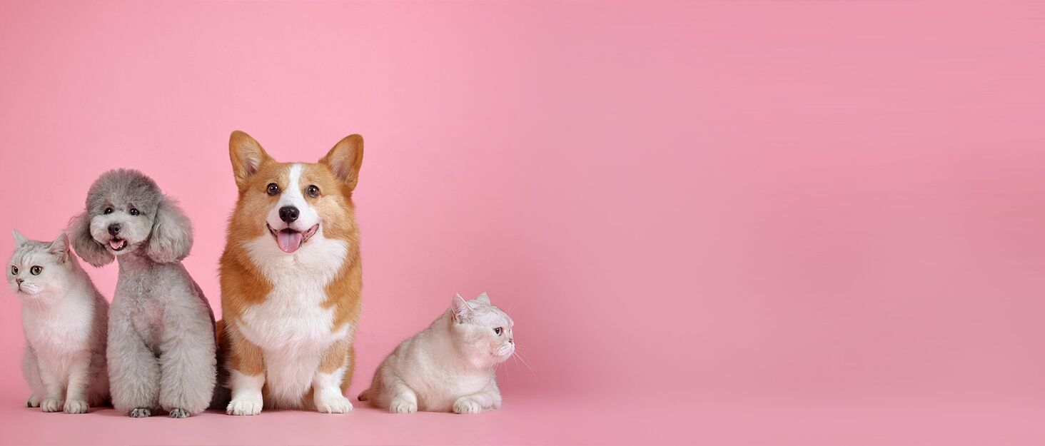 М'який флісовий плед для домашніх тварин (собаки/коти), блакитний фон з білими зірками, 89 x 68 см