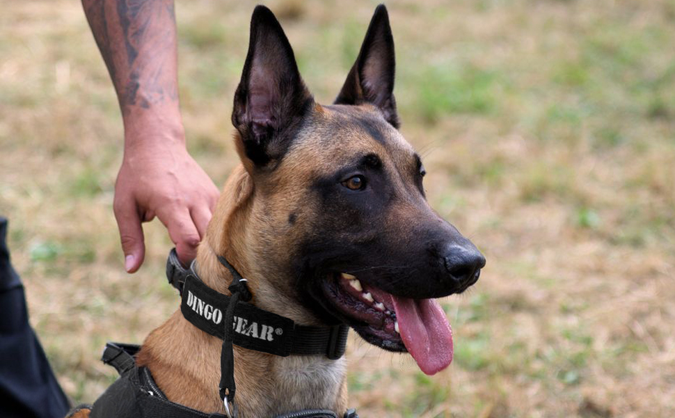 Нашийник для собак Dingo Gear, ручної роботи, міцний шнур, 2 обмежувачі, водонепроникний, для K9-тренувань, IGP, агітація, перехоплення, слухняність, чорний, L (S04049)