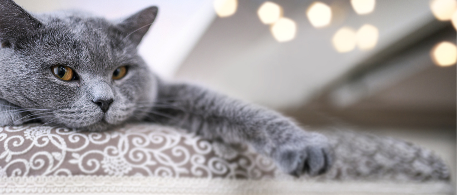 Ліжко-стіл для котів Homegroove, велике та економне, до 23 кг, м'яка гамак з штучного хутра для офісу та геймерів, знімне та пральне (біле)