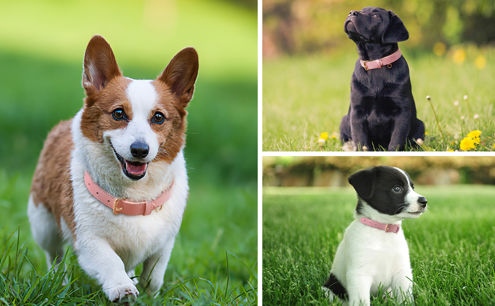 Нашийник для собак Heele з натуральної шкіри, рожевий, регульований, великий розмір (L), 1 шт.