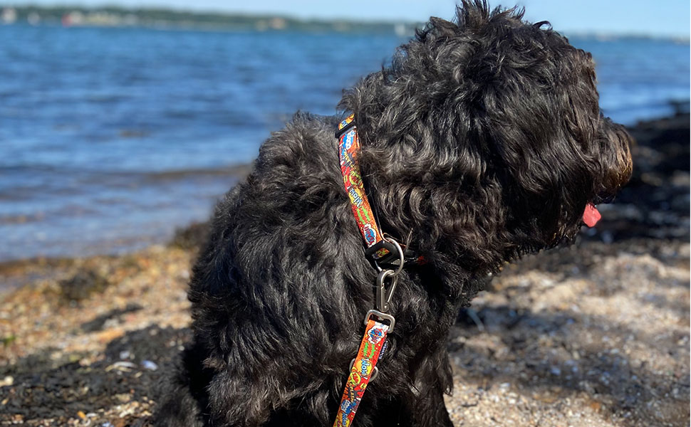 Нашийник для собак Max & Molly Gotcha! з Smart ID, преміум-якість, для великих собак, водонепроникний, зручний, регульований, ширина 2.5 см