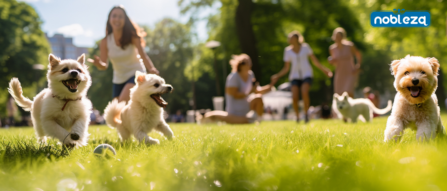 Професійна машинка для стрижки собак Nobleza Leise - набір для грумінгу, акумуляторна, 2 швидкості, для густого, довгого та кучерявого хутра, подарунковий набір (щітка, ножиці)