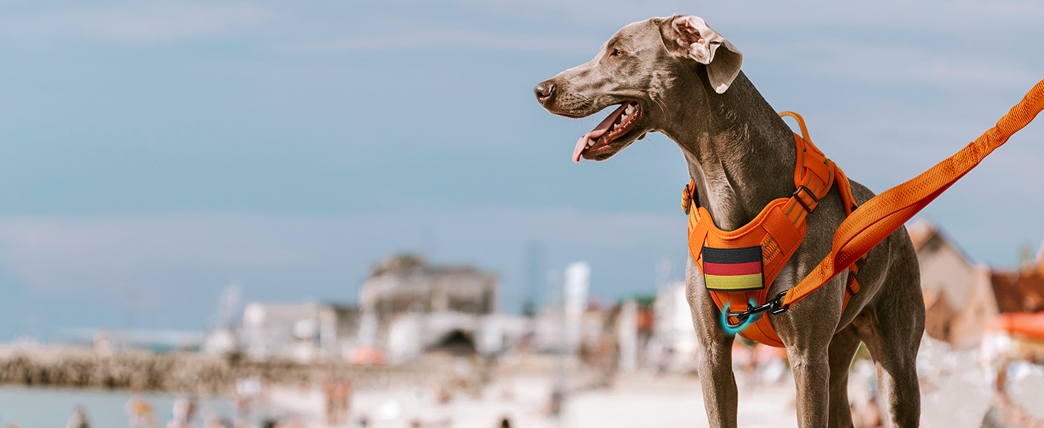 Нашийник для собак Rabbitgoo середнього розміру, анти-тяга, регульований з ручкою, міцний, тактичний, з металевими пряжками, для прогулянок (M, Оранжевий)