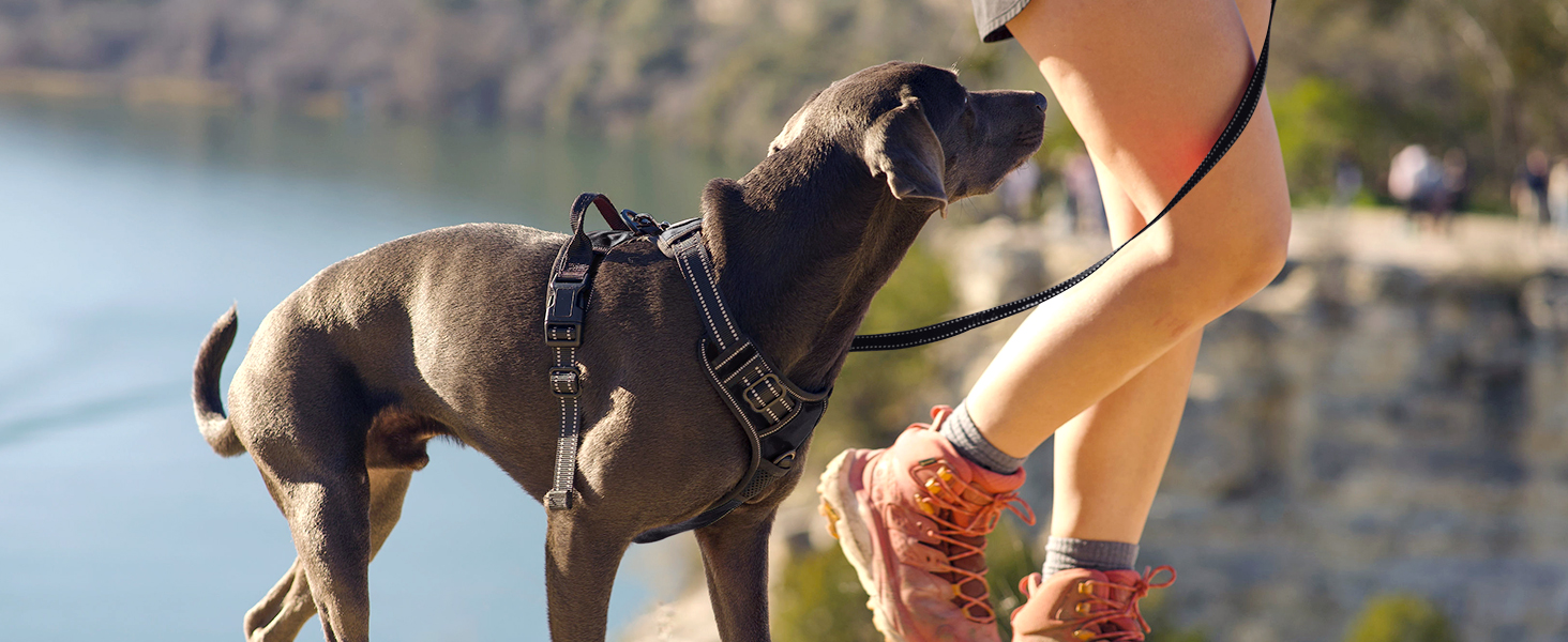 Шлейка для собак середнього розміру Joytale, світловідбиваюча, дихаюча, з ручкою для тренувань, чорна, M (1 шт.)