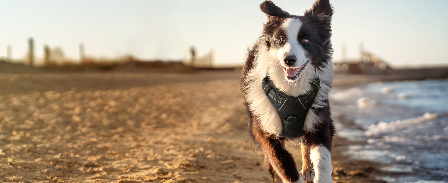 Нашийник для собак Rabbitgoo середнього розміру, анти-тяга, регульований, чорний, S (1 шт.)