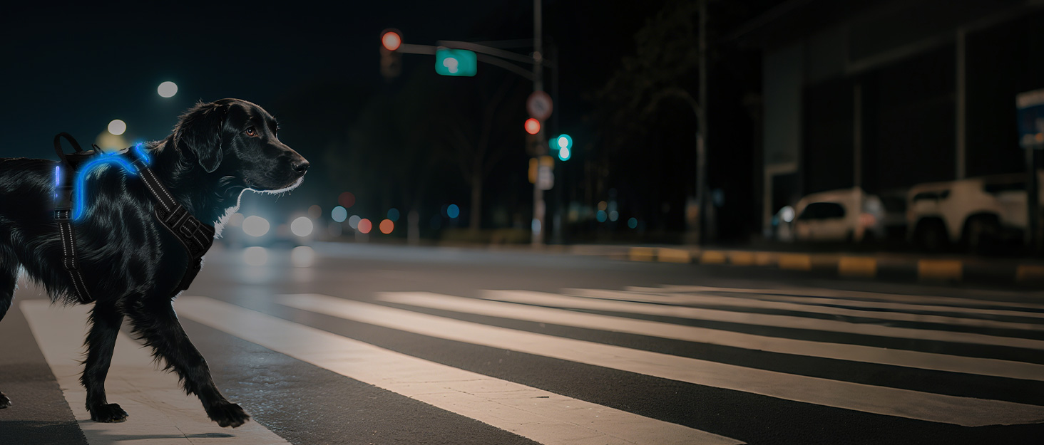 Світловідбиваючий нашийник для собак Joytale з LED, перезаряджуваний, для середніх собак, не тягне, з ручкою, регульований, для нічних прогулянок, чорно-синій, M (1 шт.)