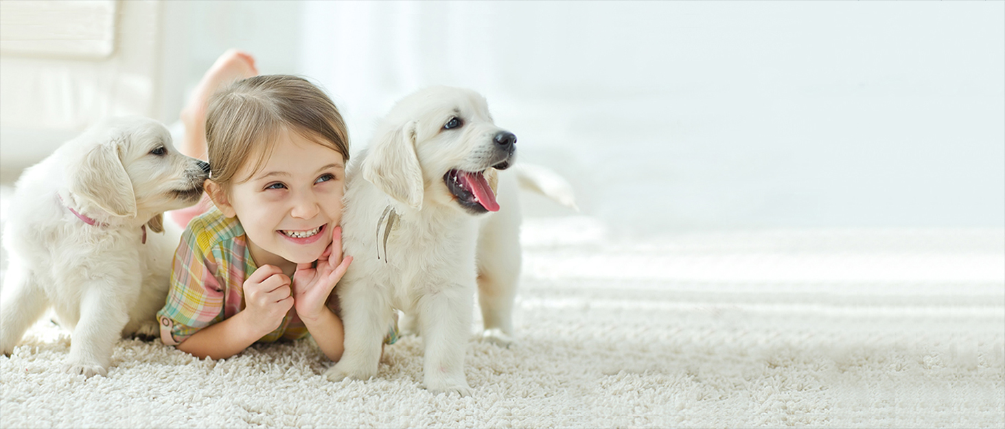 Професійна вигнута ножиці для грумінгу собак JASON 7' - ножиці для розрідження шерсті, з японської сталі 440C, 21 зуб, для грумерів