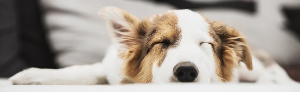 Захисне ворота для собак Relaxdays, 70x154 см, 3 панелі, складане, з ніжками, біле, MDF