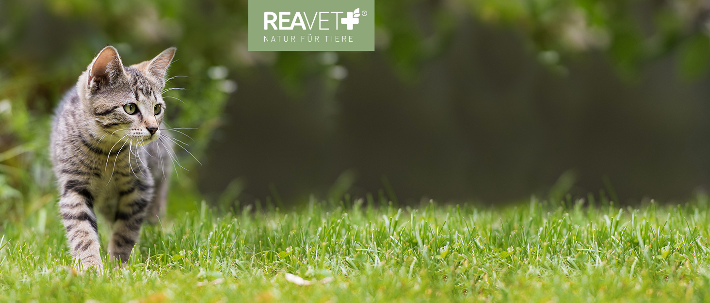 Котяче ліжко ReaVET Samtpfoten Nest - м'яке та зручне гніздо для котів з подушкою, тепле та пухнасте, з фетру