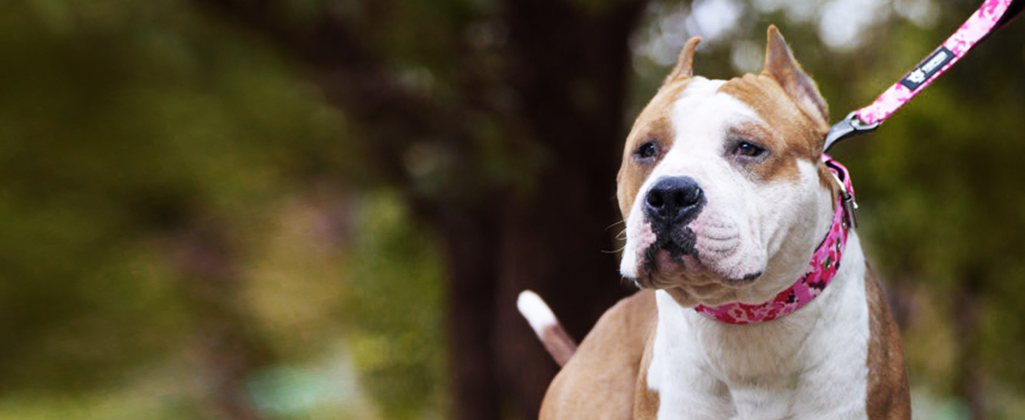 Тактичне нашийник для собак TSPRO, міцний, з металевою застібкою, 3.8 см, регульований, для середніх та великих собак (розмір M, 40-48 см), колір: фіолетовий