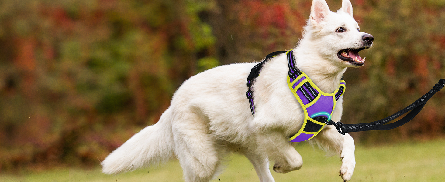 Нагрудник для собак Rabbitgoo середнього розміру, анти-тяга, регульований, для великих собак, дихаючий, зі світловідбиваючими смугами, безпечне керування, L (фіолетовий+жовтий, упаковка з 1 шт.)
