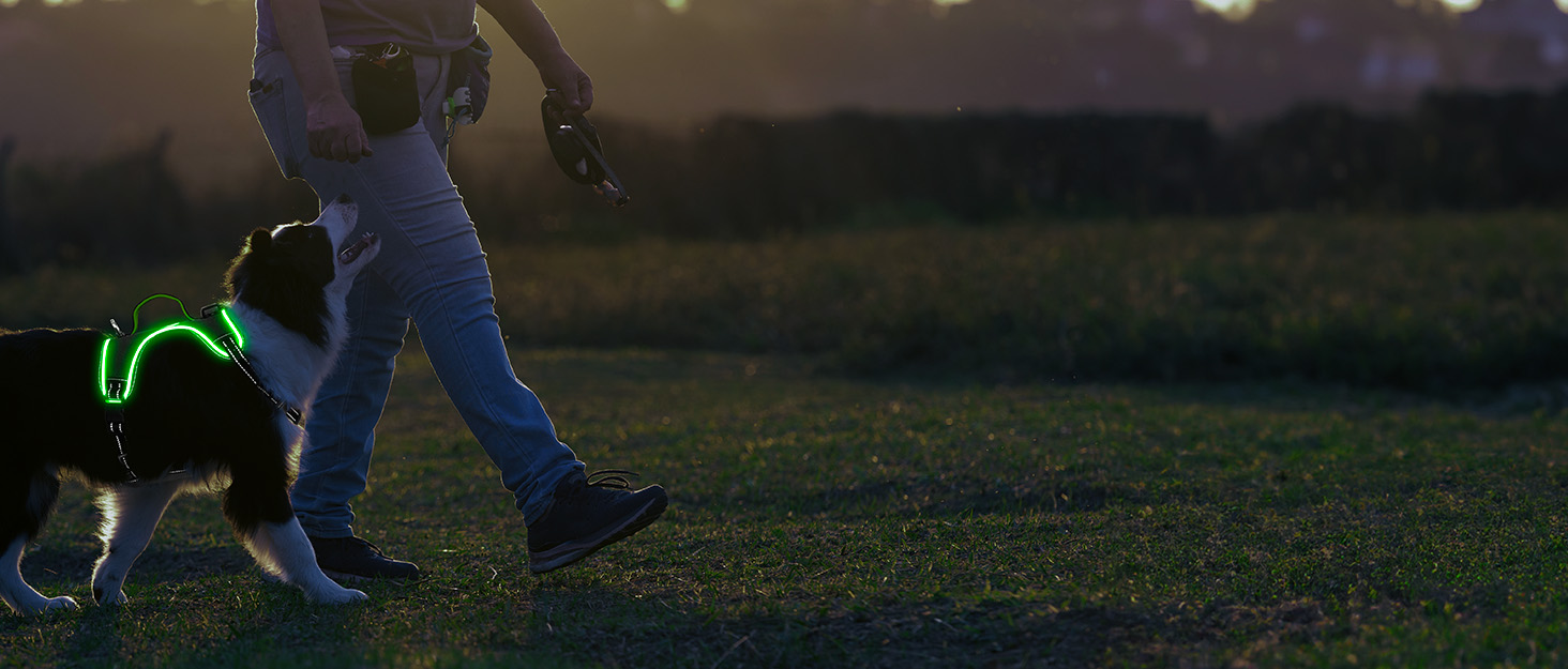 Світловідбиваючий нашийник для собак з LED, перезаряджається, шкіряний, зелений, для собак малого, середнього та великого розміру