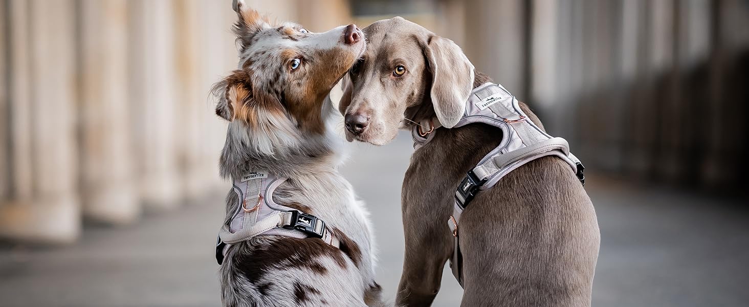 Шлейка для собак Freudentier з ручкою, дихаюча, з м'якою підкладкою - надійна фіксація та максимальна безпека, протисмикова, для собак маленьких, середніх та великих порід - шлейка для великих собак (XL)