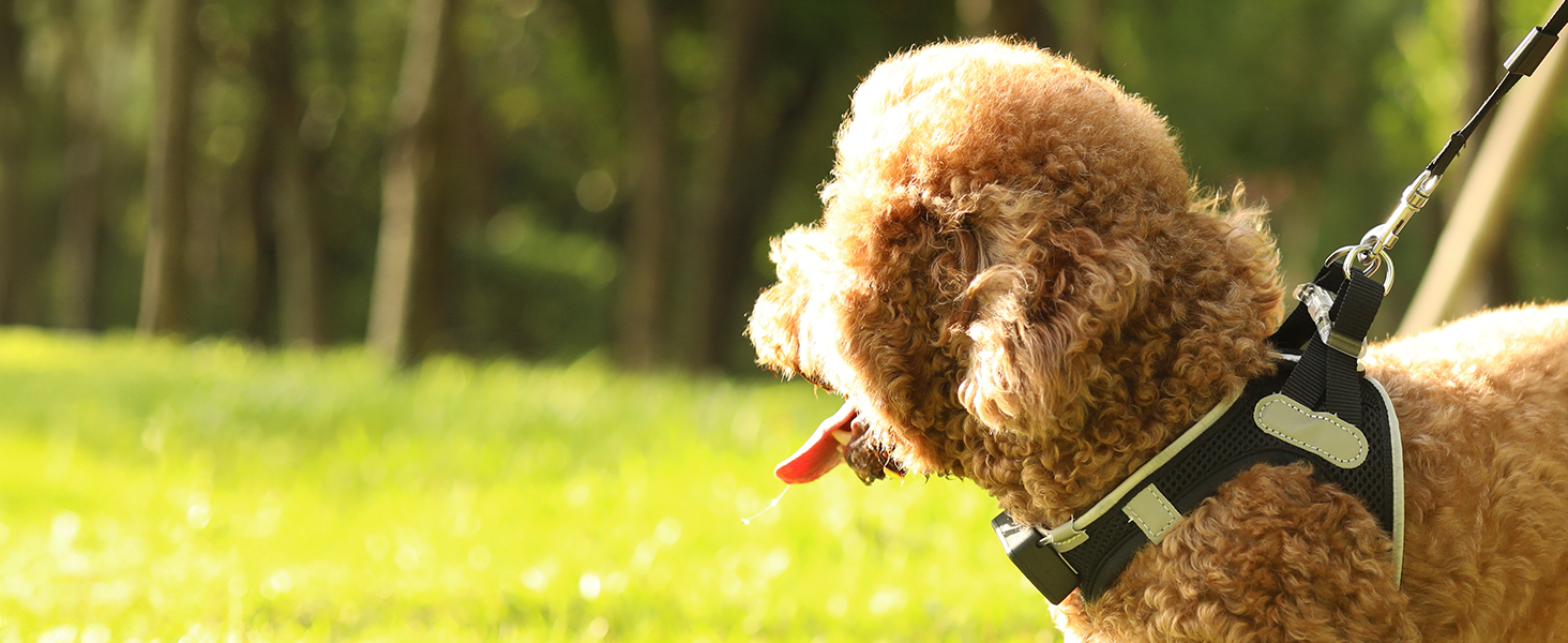 Світловідбиваючий нашийник для собак PcEoTllar з LED підсвічуванням, рожевий (3 режими)