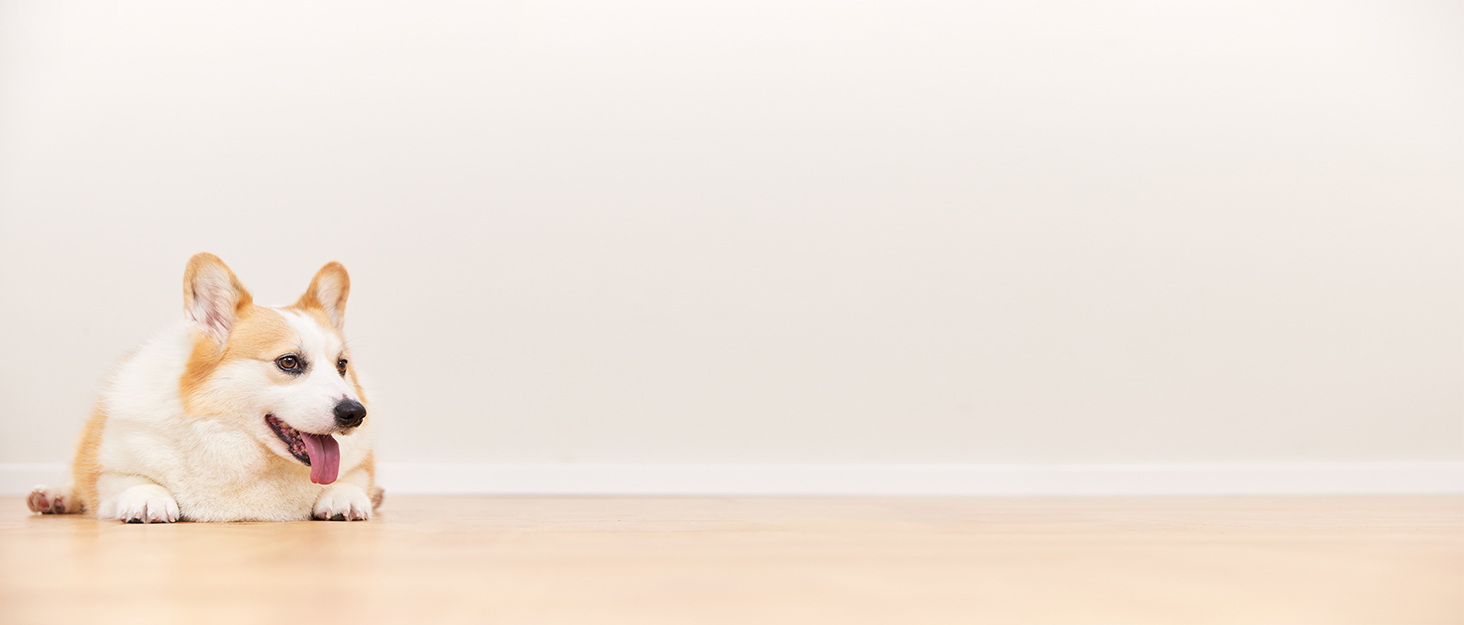 Захист для заднього сидіння автомобіля Baodan: килимок для собак, чорний, водовідштовхувальний, для універсальних авто та SUV