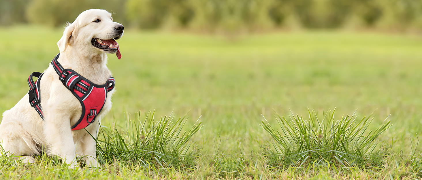 Нашийник для собак HEELE з посиленим кріпленням, світловідбиваючий, з м'якою ручкою, для контролю, 2 металеві кільця, для малих, середніх та великих собак, армійський камуфляж, зелений, M M MC-Armee Grün