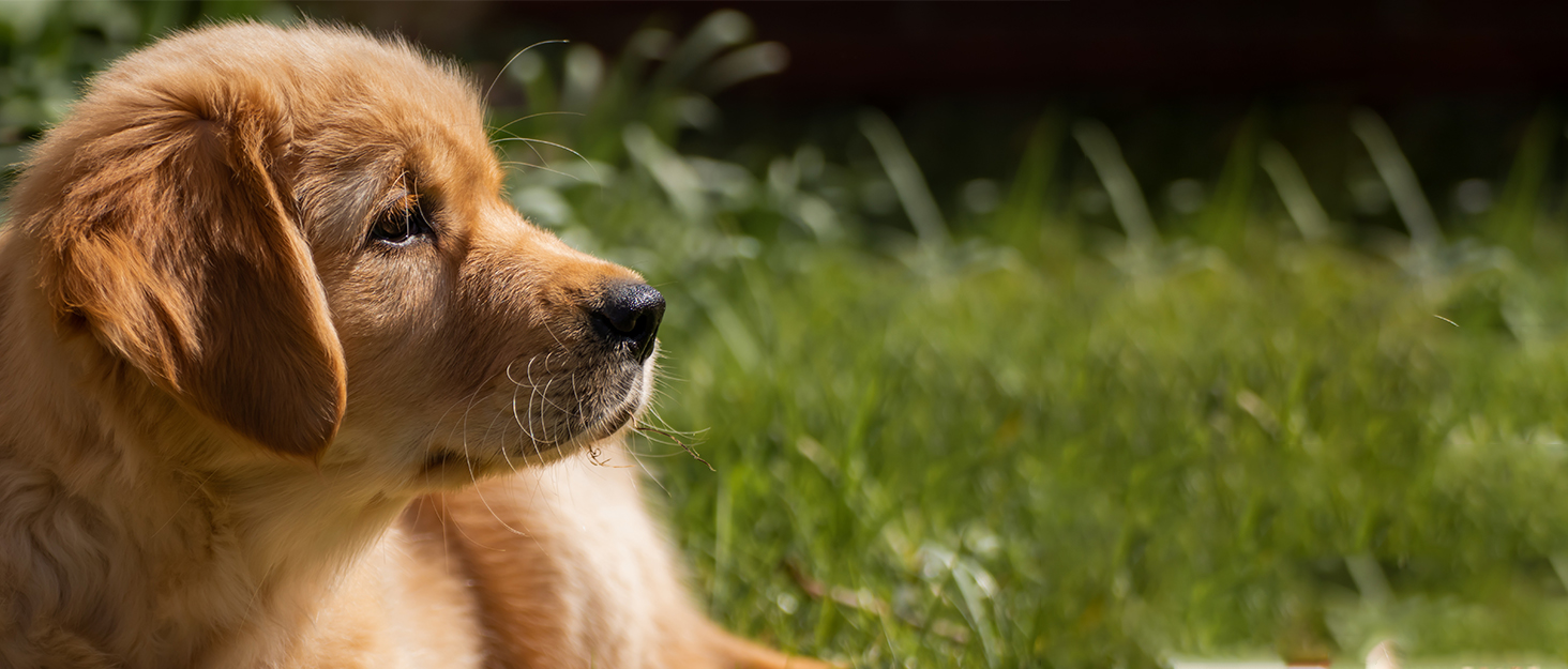 Нашийник для собак середніх порід NESTROAD, розмір M, червоний. Анти-тягнучий нашийник, обхват шиї 33-43 см, обхват грудей 43-64 см. Безпечний нашийник для собак з підкладкою