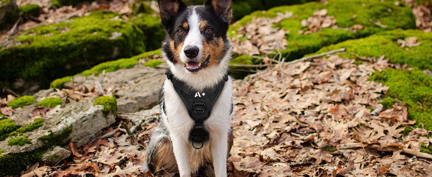 Шлейка для собак Rabbitgoo для великих собак без натягу, тактична нагрудна шлейка з MOLLE, металеві пряжки, дихаюча, військова, чорна, розмір L (1 шт.)