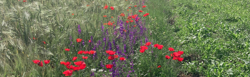 Ізотермічний рюкзак CampFeuer 30 літрів: легкий, водонепроникний, для пікніків, кемпінгу, пляжу та відпочинку на природі (чорний)