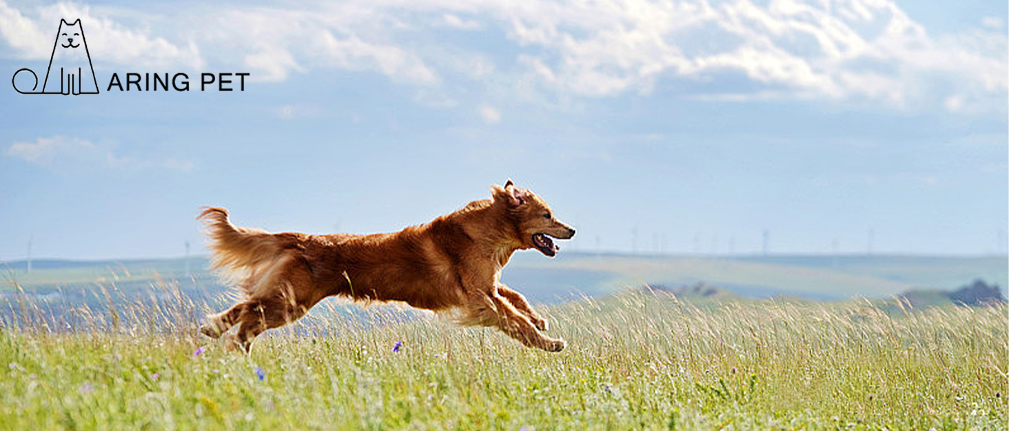 Нашийник для собак Aring Pet з бавовни лавандового кольору з бантом, регульований з металевою застібкою, для малих, середніх та великих собак