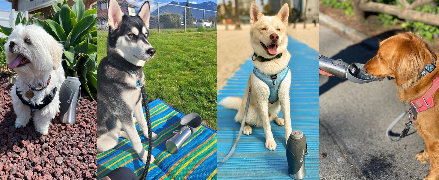 LumoLeaf Stainless Steel Dog Water Bottle - 800ml Portable Pet Water Dispenser for Travel, Hiking & Camping (Gray)