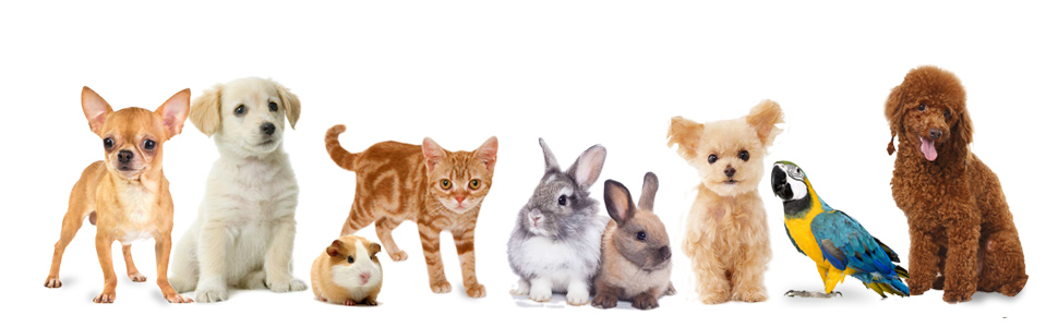 Трансформер для тварин у подорожі: переноска для котів, собак, кроликів, хом'яків. Підходить для авіаперельотів, м'яка, з плечовим ременем (Чорний, M - 47x27x28 см, до 5 кг) L 44 x 30 x 20 см Чорний