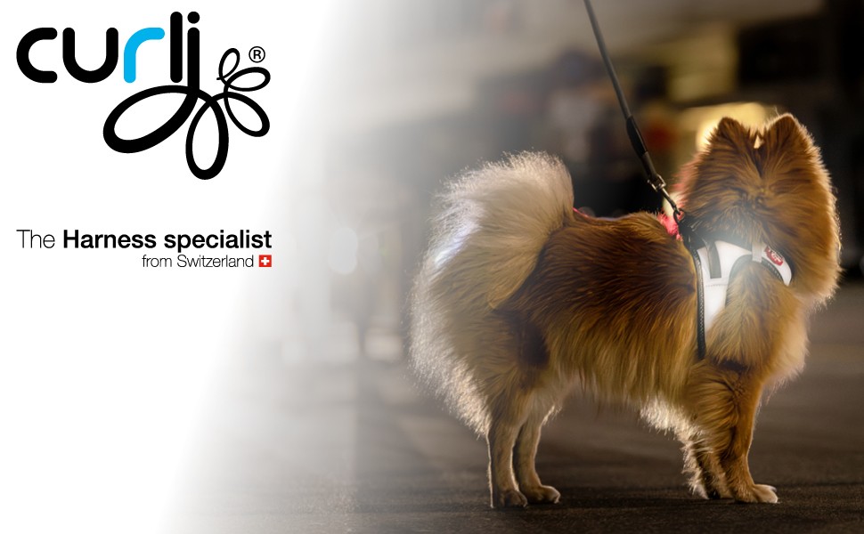 Жилет-шлейка Glow curli Clasp з світловідбиваючим покриттям, сірий, розмір M