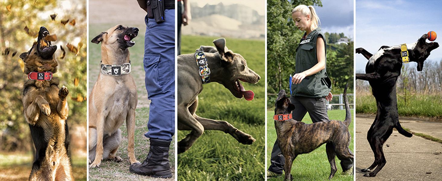 Тактичне нашийник для собак TSPRO, міцний, з металевою застібкою, 3.8 см, регульований, для середніх та великих собак (розмір M, 40-48 см), колір: фіолетовий