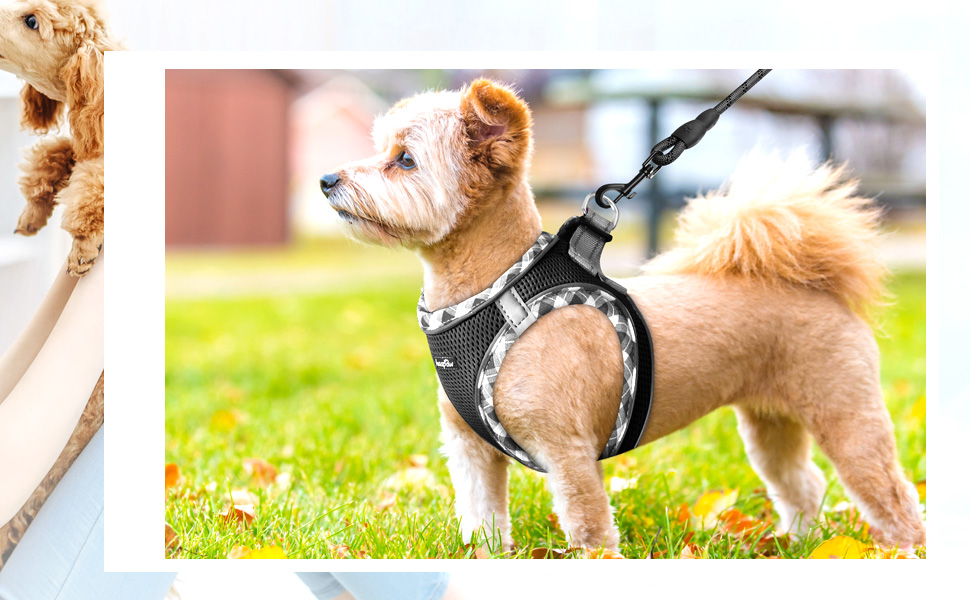 Нашийник та поводок для собак Haapaw, без натягу, регульований, світловідбиваючий, Step-in, для цуценят, з м'якою підкладкою, для собак маленьких та середніх порід, блакитний (чорний, M (обхват грудей 38.1-45.7 см, вага 4.5-6.8 кг))