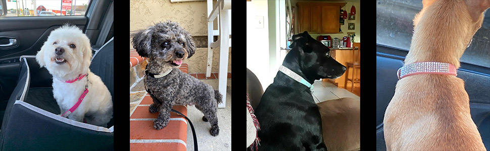 Набір для собак та котів: блискучий нашийник та поводок зі стразами, чорний. Нашийник, шлейка, поводок для собак та котів.