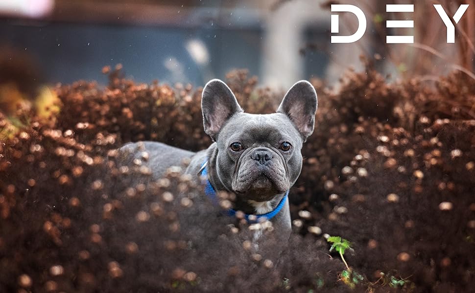 Преміум нашийник для собак DEY Air Mesh | Регульований | для малих, середніх та великих собак | багато кольорів та розмірів | нашийник для собак та котів | нашийники для собак | нашийник для цуценят | Рожевий, M [M/L] - 2,5 x 34-49 см Рожевий