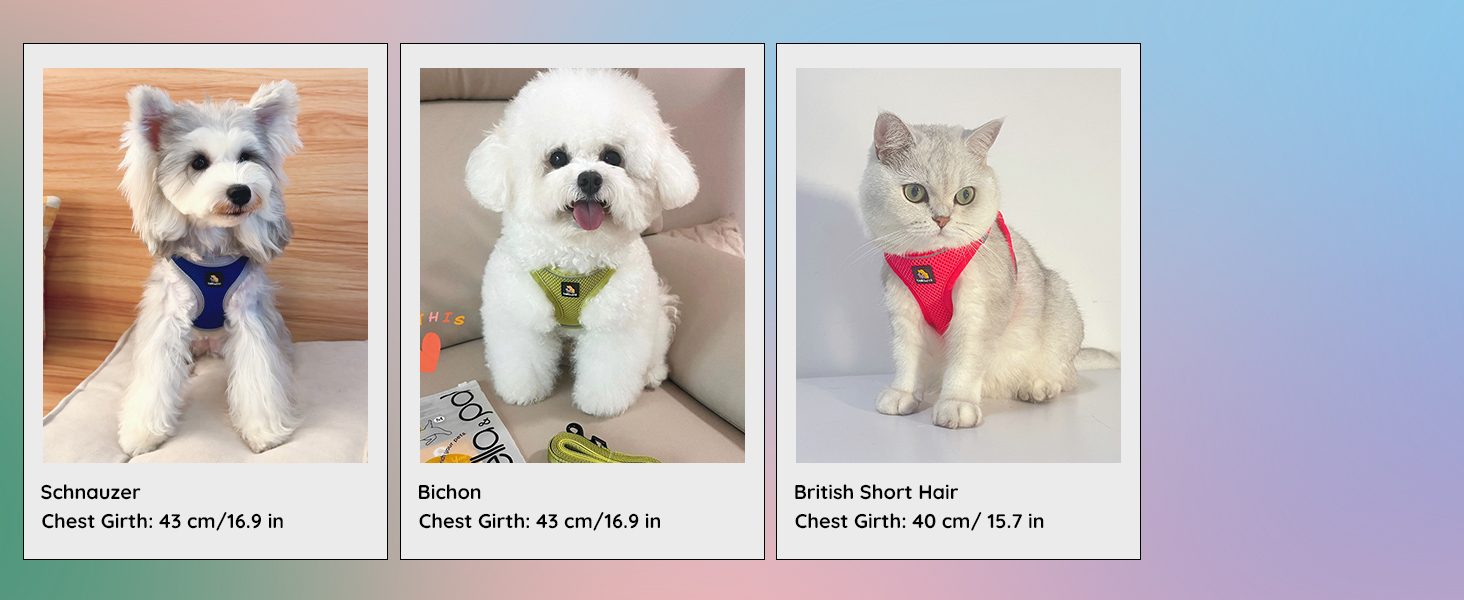 Шлейка для собак BELLA & PAL для маленьких собак з повідком, Step-in шлейка з Air Mesh, анти-тяга, світловідбиваюча, дихаюча, для цуценят, для котів, S (XXS (28-30см обхват грудей), синій & сірий)