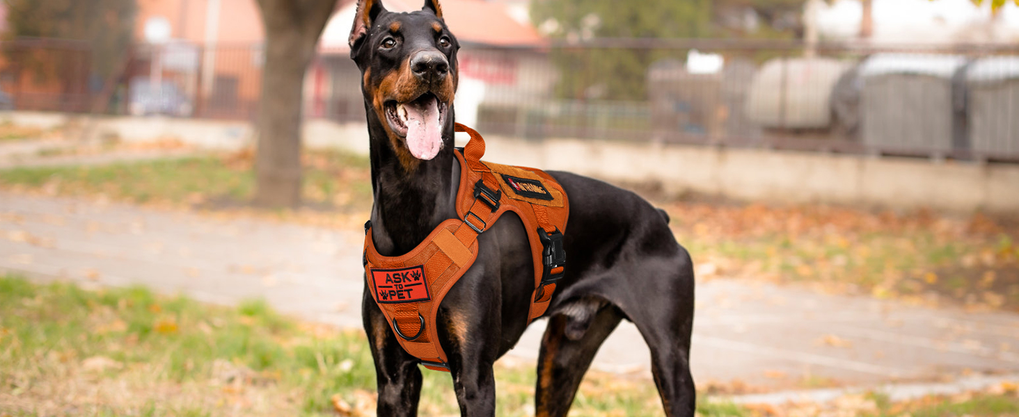 Нагрудник для собак Rabbitgoo великих порід, без натягу, тактичний з MOLLE, металеві пряжки, дихаючий, військовий, регульований, з підкладкою, L (1 шт), помаранчевий