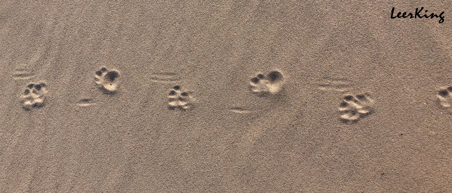 Флатуша плед для собак та котів LeerKing, 100 x 150 см, сірий. Двошаровий, м'який, для дивана, ліжка, авто. Можна прати.