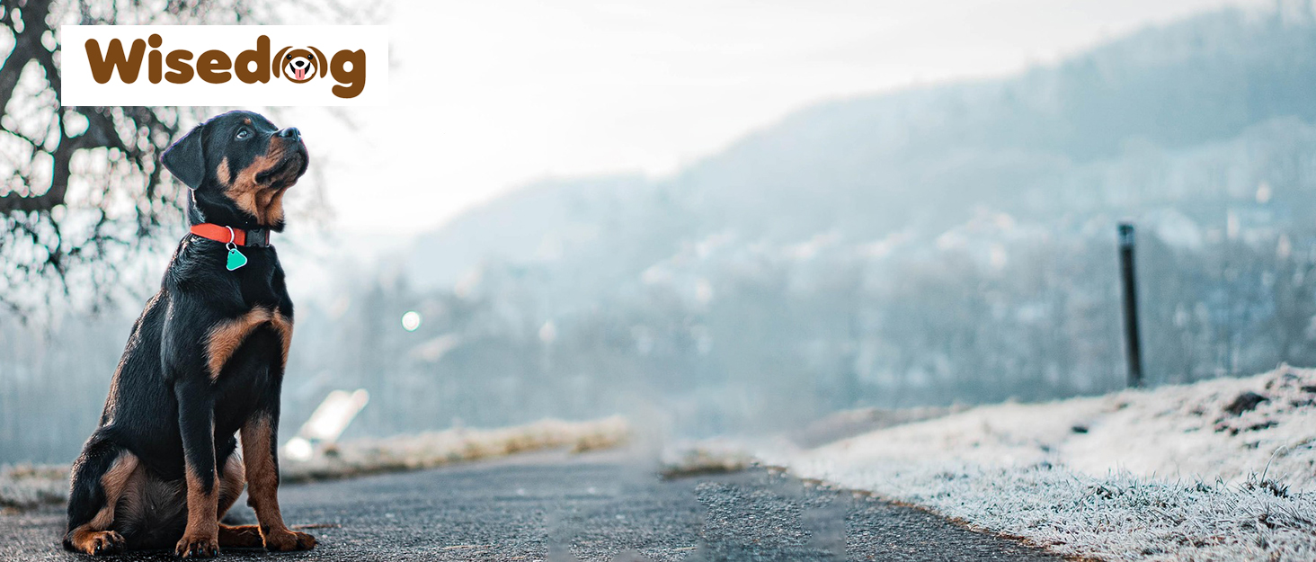 Набір повідка та нашийника для собак Wisedog: регульований, міцний, для собак маленьких, середніх та великих порід. У комплекті тримач для відходів (M, оливковий). Розмір: M (нашийник: 30-45 см; поводок: 1,5 м), колір: зелений