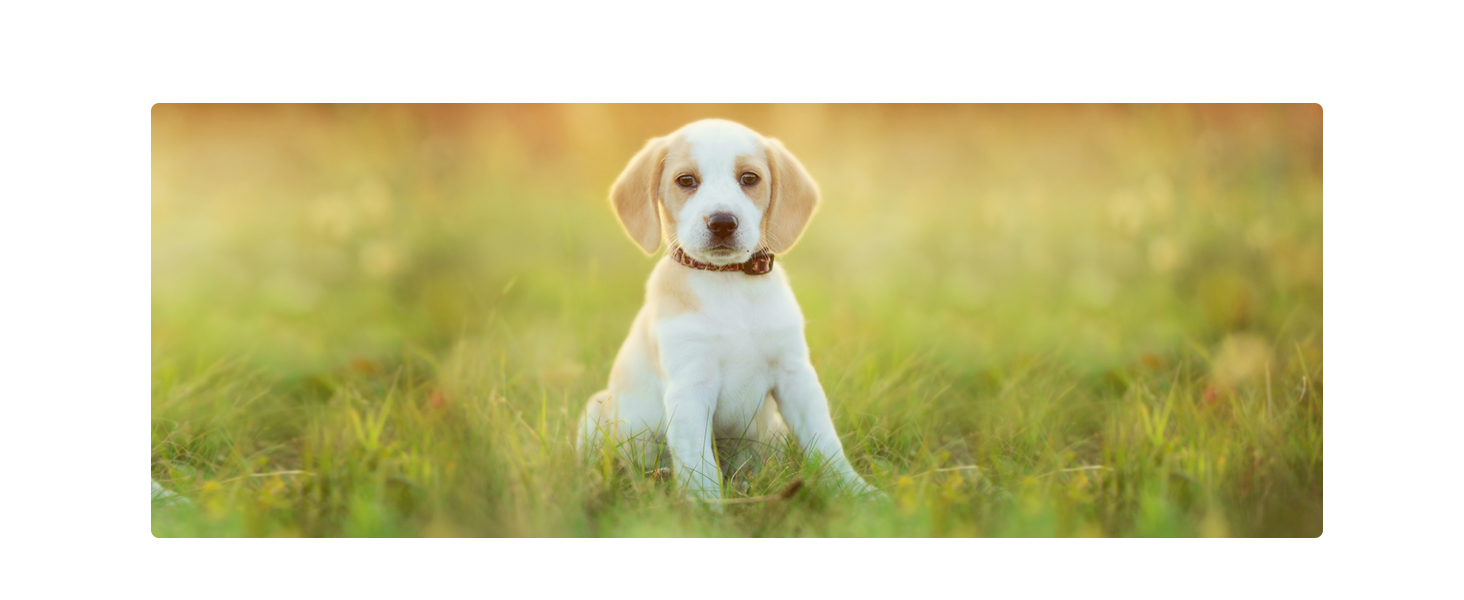 Фільтр для розмиття Nebel-Effekt K&F Concept 82mm Mist Filter для фотографії пейзажів та портретів (Nano-Klear)