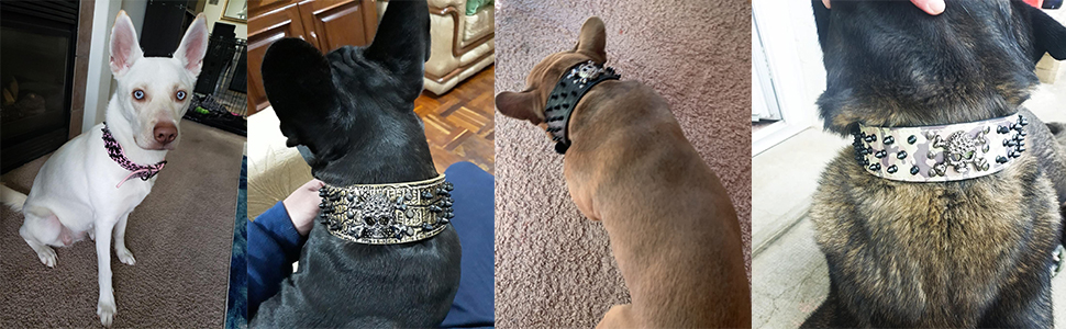 Нашийник для собак ETOPARS з черепом та шипами, з регулюванням, з крокодилової шкіри, золотий (M)