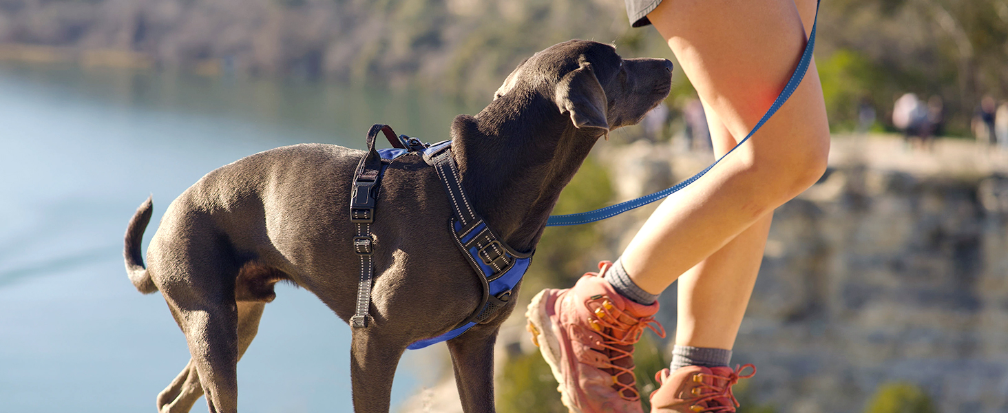 Шлейка для собак Joytale середнього розміру, світловідбиваюча, дихаюча, регульована з ручкою для тренувань, розмір M, Navy Blue (1 шт.)