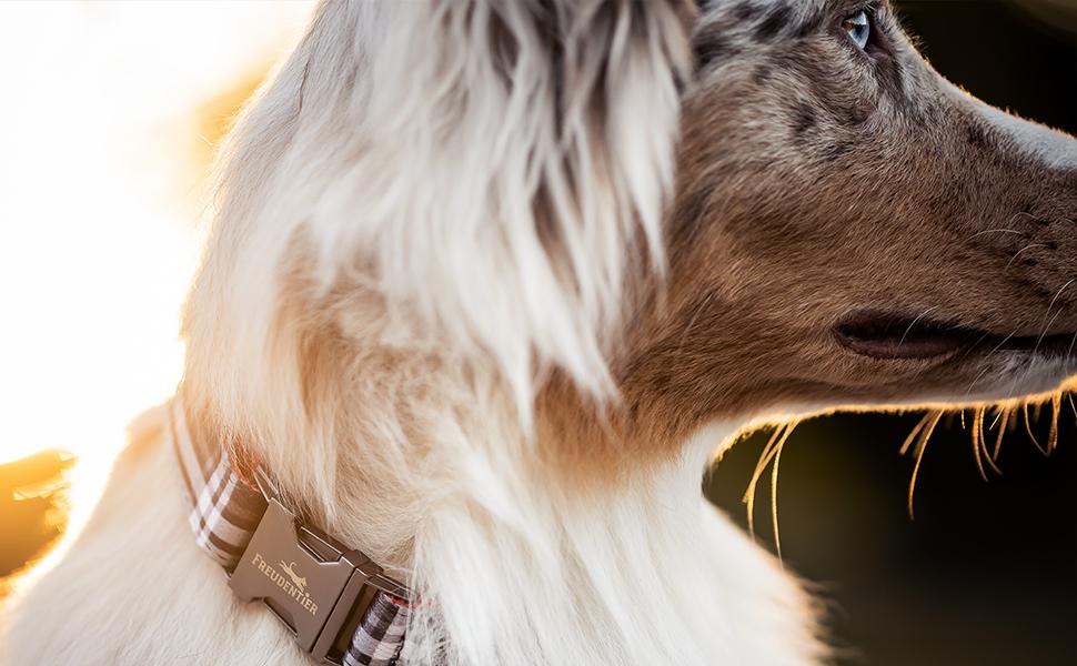 Нашийник для собак Freudentier з повідком 2м у комплекті - регульований повідок - колекція Edinburgh - нашийник для великих собак, нашийник для собак малих та середніх порід - нашийник для собак з подарунковою коробкою 37-58см обхват шиї Чорний / Червоний